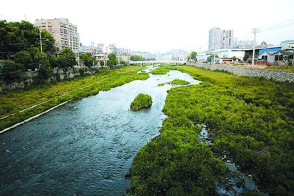 河道绿化