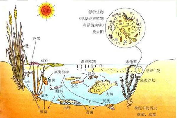 生态系统