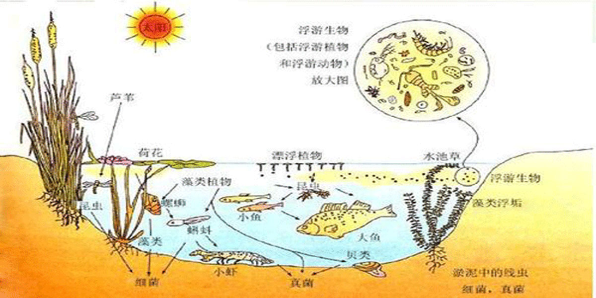 提高生态系统可持续性