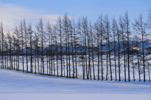 雪景图片